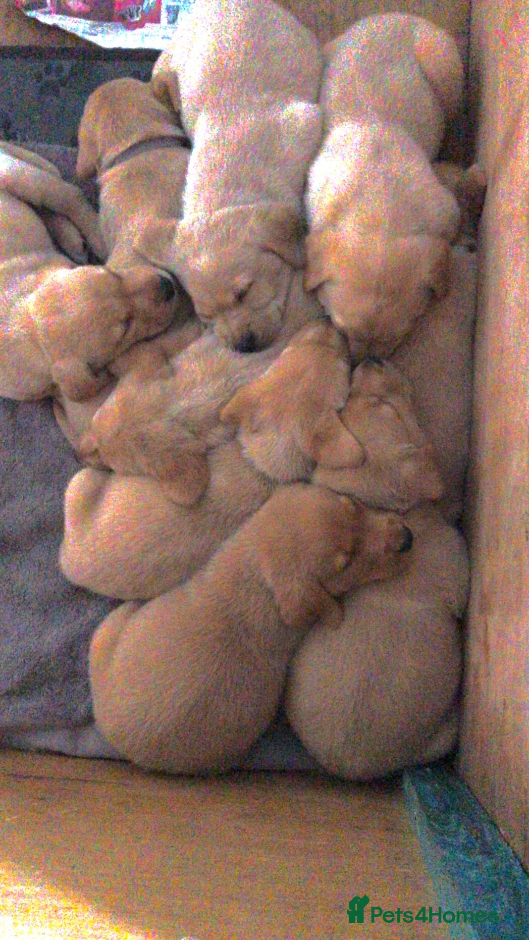 Labrador Retriever dogs PREMIUM KC REG YELLOW LABRADOR RETRIEVER PUPPIES - Advert 6