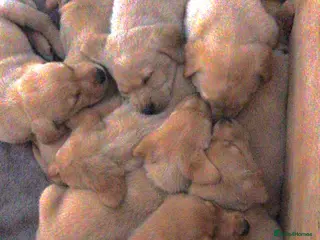 Labrador Retriever dogs PREMIUM KC REG YELLOW LABRADOR RETRIEVER PUPPIES - Advert 1