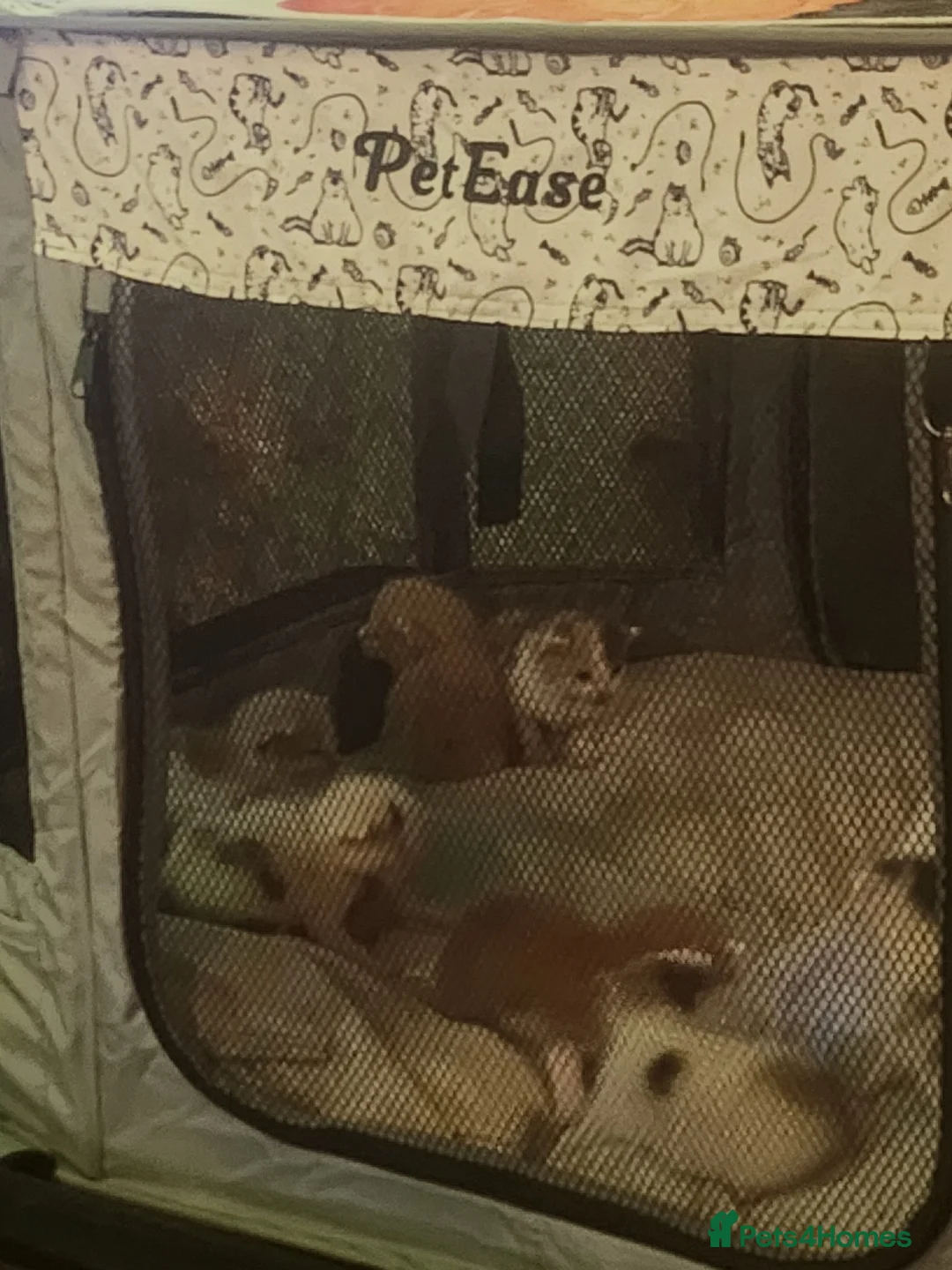 Maine Coon cats for sale: 8 kittens BA9 8NH  in Wincanton - Advert 2