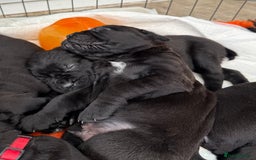 Cane Corso dogs for sale:  Stunning pure cane corso puppies - Image 5