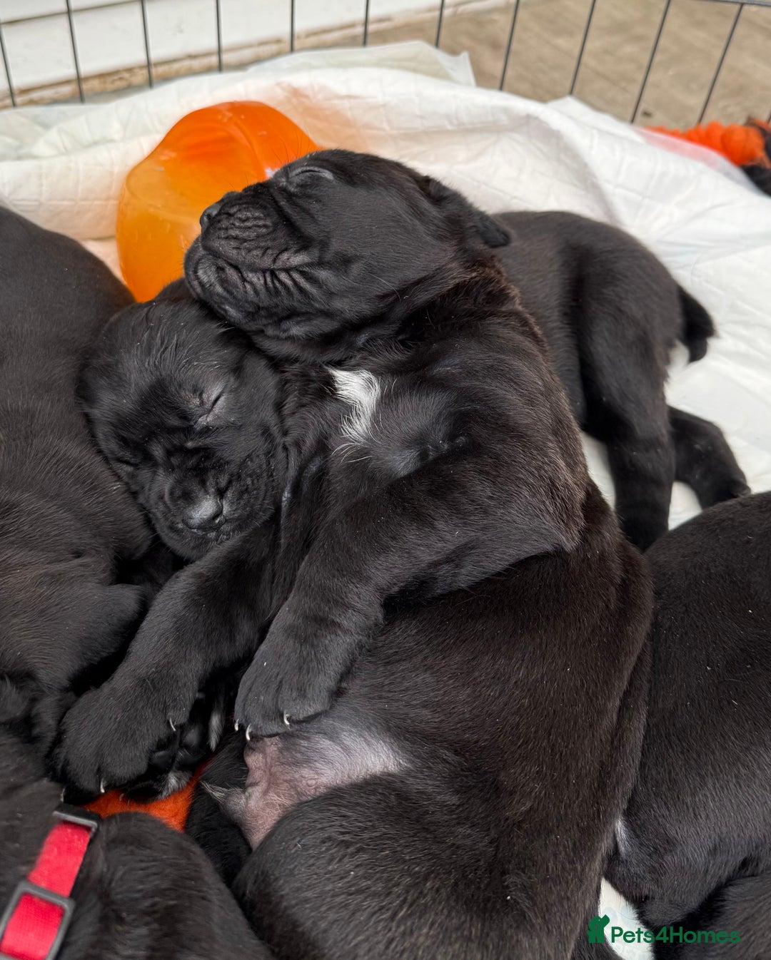 Cane Corso dogs for sale:  Stunning pure cane corso puppies - Image 5
