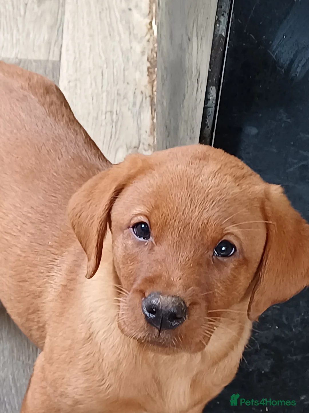 Labrador Retriever dogs for sale: LABRADOR PUPPIES - FOX RED - Advert 16