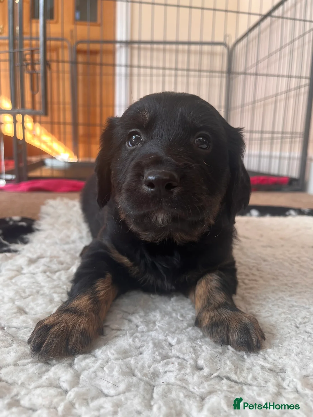 Mixed Breed dogs for sale: Golden retriever x Labrador puppies! - Advert 15