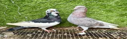 Pigeons birds for sale: Any Pair £65 - Healthy Breeding Pigeons - Advert 24