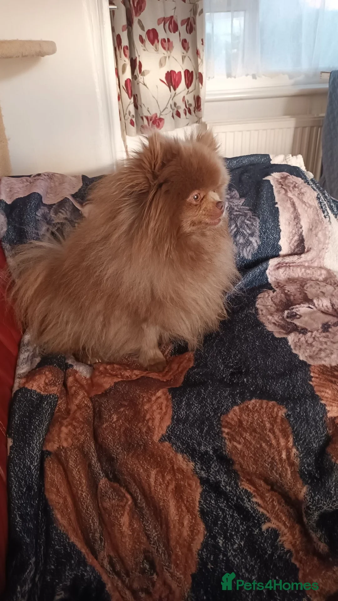 Pomeranian dogs for sale: 4 pomeranian boys, Ready for forever homes  - Advert 2