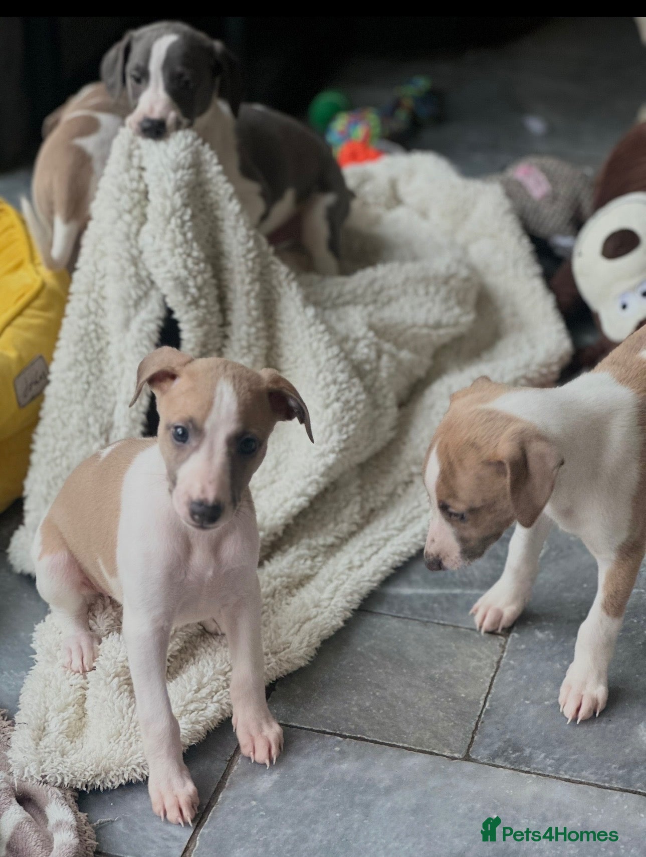 Whippet dogs Only 2 boys available  - Advert 11