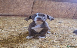 Cane Corso dogs for sale: Beautiful Cane Corso pups now available.  - Image 1
