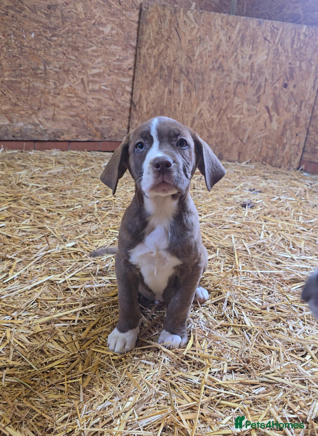 Cane Corso dogs for sale: Beautiful Cane Corso pups now available.  - Image 1