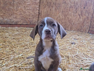 Cane Corso dogs - Advert 2