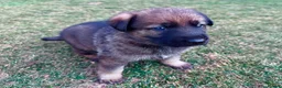 German Shepherd dogs for sale: KC Registered German Shepard Puppies 🐾🐾🐾 - Advert 3