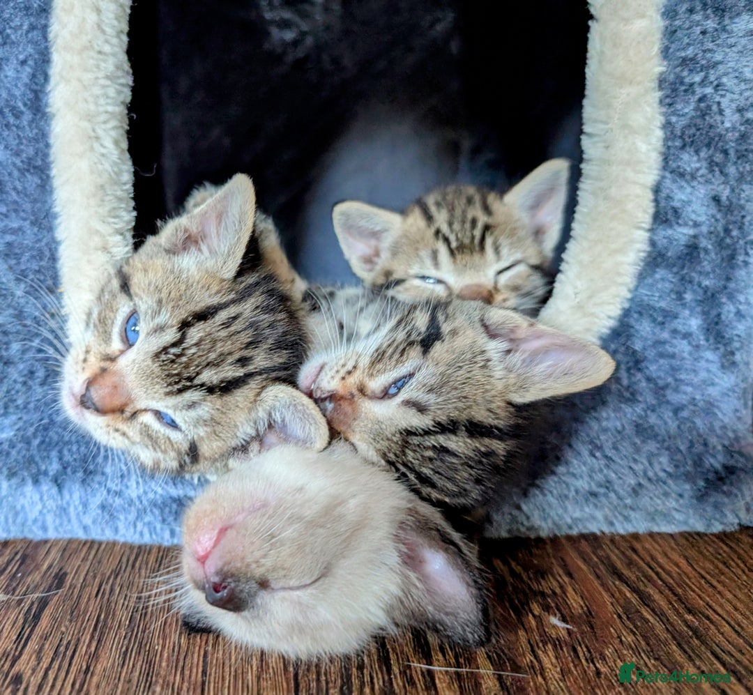 Mixed Breed cats for sale: 4 beautiful kittens looking for their forever home - Image 16