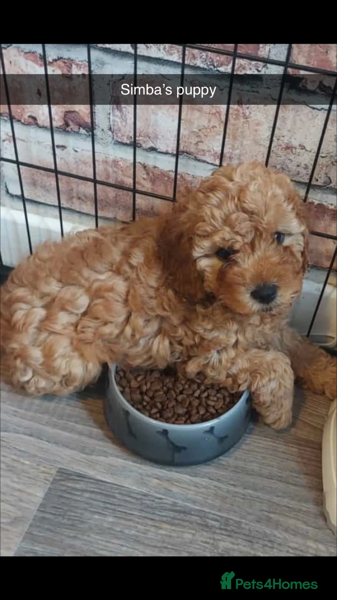 Cavapoo dogs for stud: Stunning Cavapoo for Stud (Proven) in Grays - Advert 6