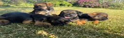 Border Terrier dogs for sale: 🧡 Fantastic KC Border Terriers 🧡 - Advert 6