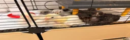 Chickens poultry for sale: 🐣 [Show-Quality & Healthy Chicks for Sale]  - Advert 15