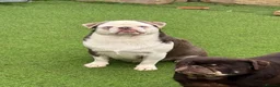 Pug dogs for sale: Kc Lilac tan panda male  - Advert 11