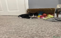 Mixed Breed cats for sale: Playful little boy - Image 3