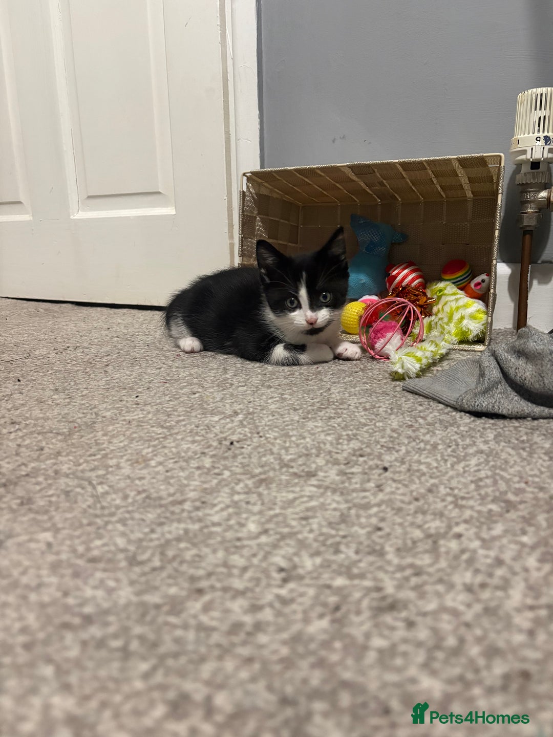 Mixed Breed cats for sale: Playful little boy - Image 3