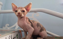 Sphynx cats for sale: 🩷 Sphynx Kitten – Female - Image 1