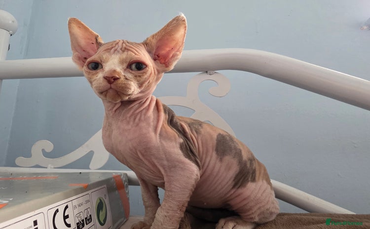 Sphynx cats - Advert 2