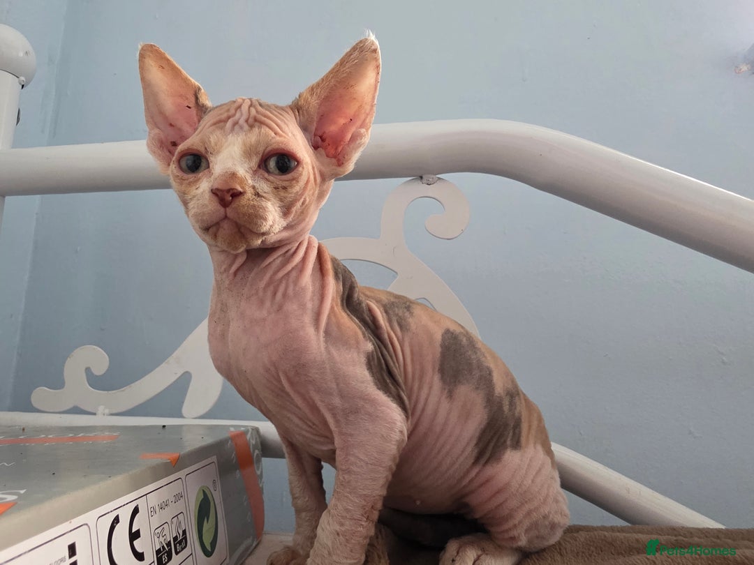 Sphynx cats for sale: 🩷 Sphynx Kitten – Female - Image 1