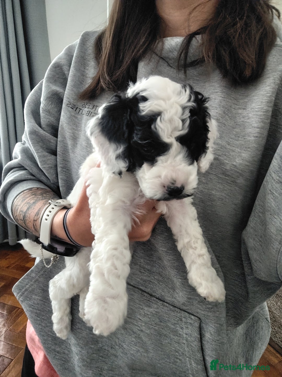 Mixed Breed dogs for sale: 5 Beautiful cocker poochon puppies for sale 😍 - Image 1