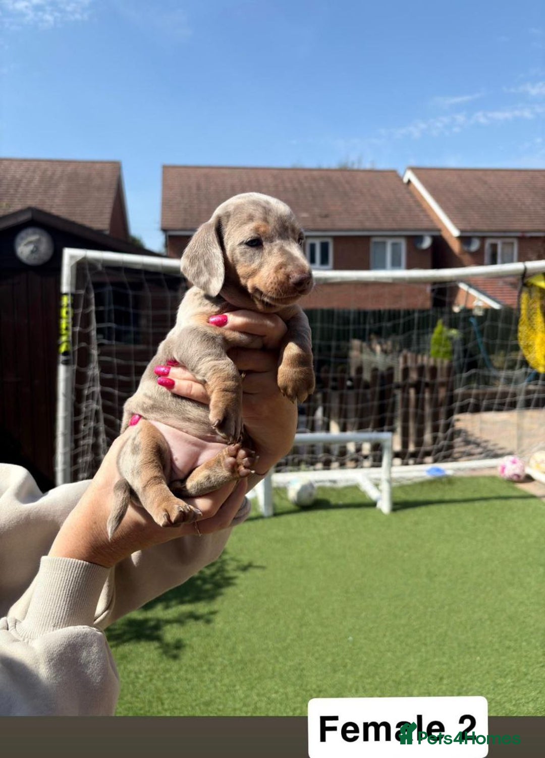 Miniature Dachshund dogs for sale: miniature dachshund puppies - Advert 6