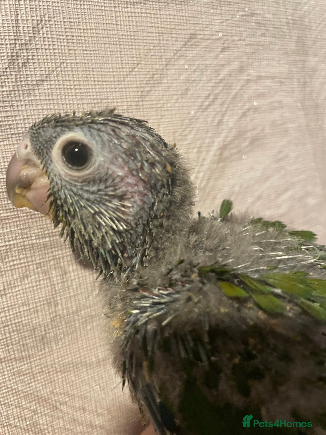 Conures birds for sale: Conure crimson Bellied  - Image 2