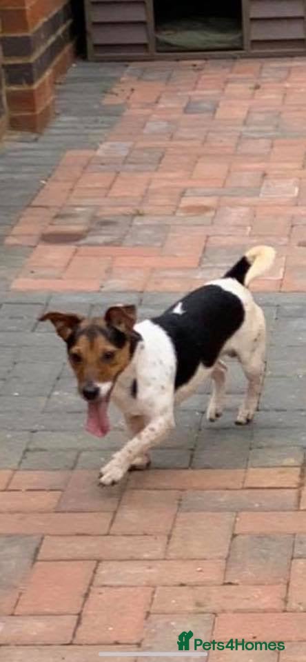 Jack Russell dogs for stud: 🌟Jack 🌟 - Advert 3