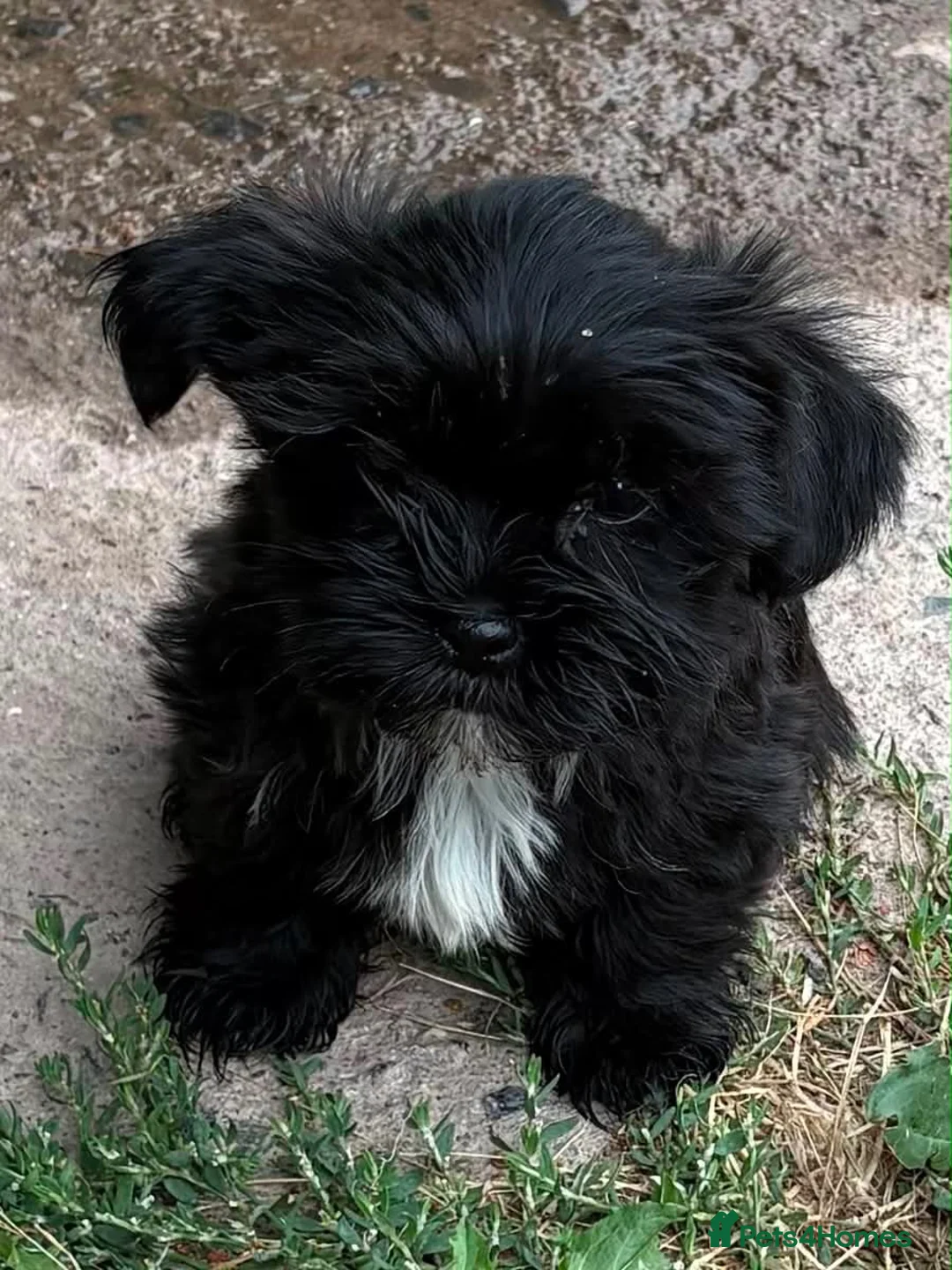 Shorkie dogs for sale: Yorkie/Shih Tzu  - Advert 4