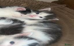 Ragdoll cats for sale: Half Ragdoll Kittens  - Image 11