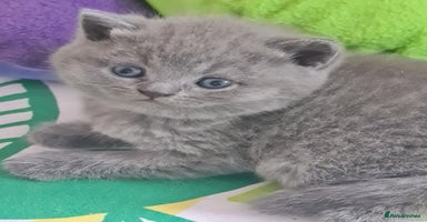 British Shorthair cats - Advert 15