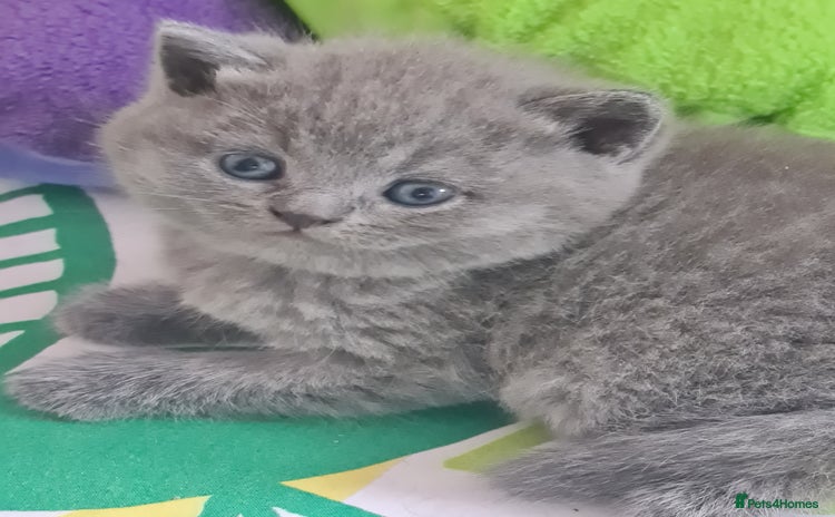 British Shorthair cats - Advert 8