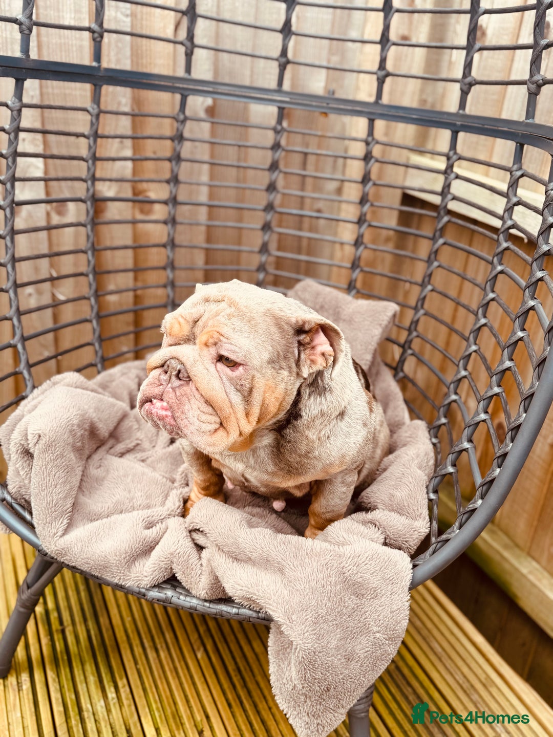 English Bulldog dogs for sale: Bulldog for rehome  - Image 1