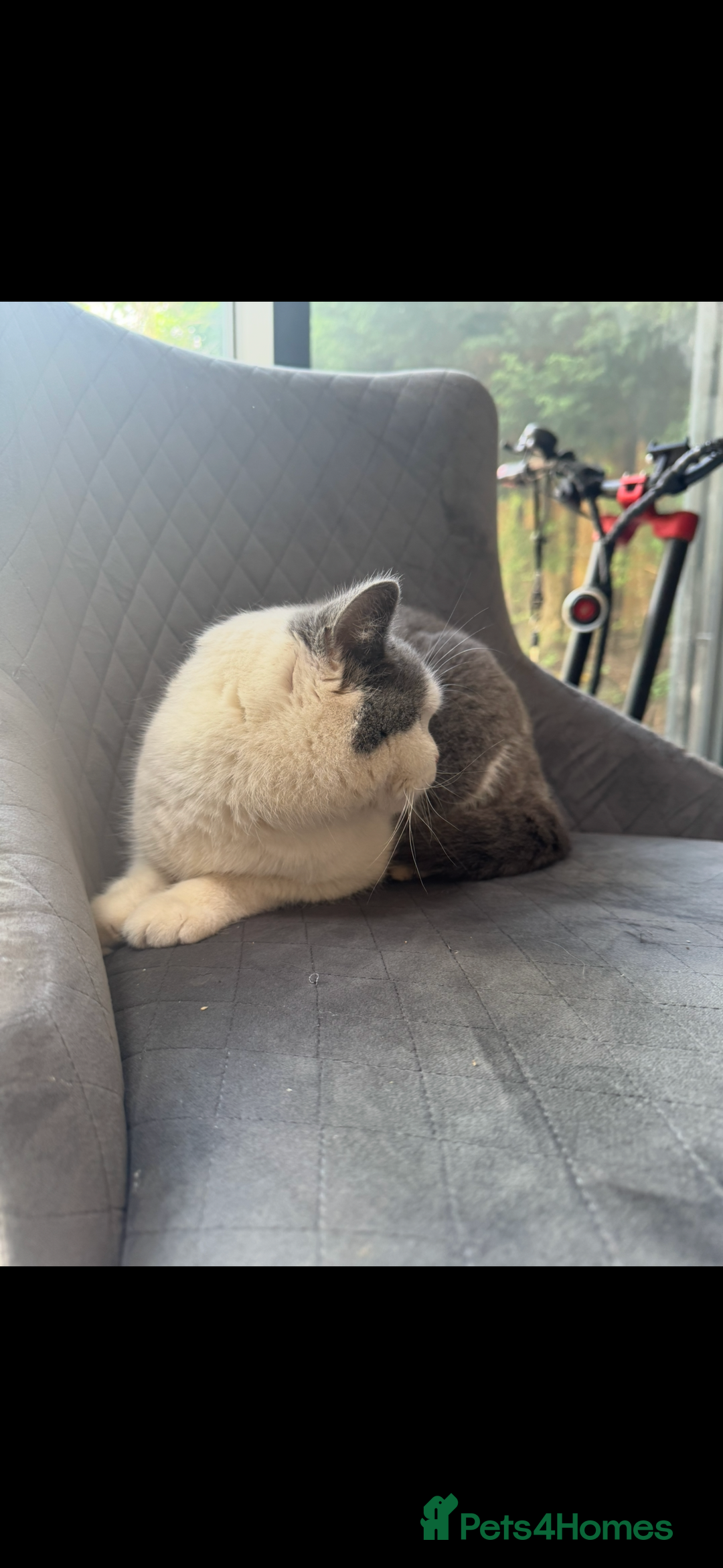 British Shorthair cats for sale: RARE opportunity GCCF ACTIVE reg 2yr old blue Bi  - Image 4