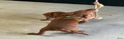 Hungarian Vizsla dogs for sale: Gorgeous Hungarian Vizsla puppies  - Advert 37