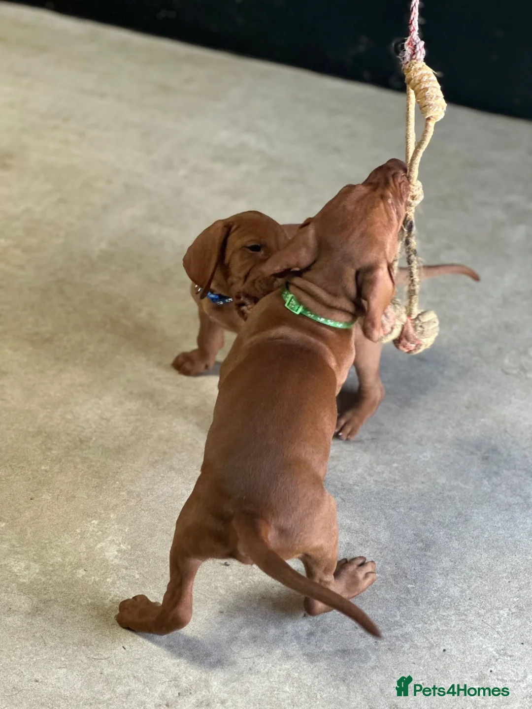 Hungarian Vizsla dogs for sale: Gorgeous Hungarian Vizsla puppies  - Advert 37