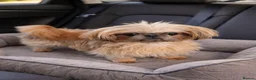 Shih Tzu dogs for sale: Beautiful two imperial Shih Tzus for sale - Advert 1