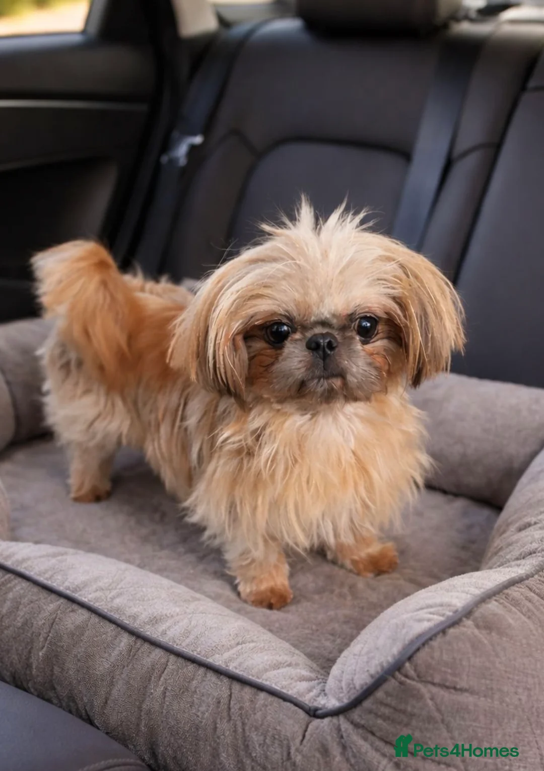 Shih Tzu dogs for sale: Beautiful two imperial Shih Tzus for sale - Advert 1