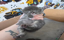 Maine Coon cats for sale: Maine coon kittens  - Image 5