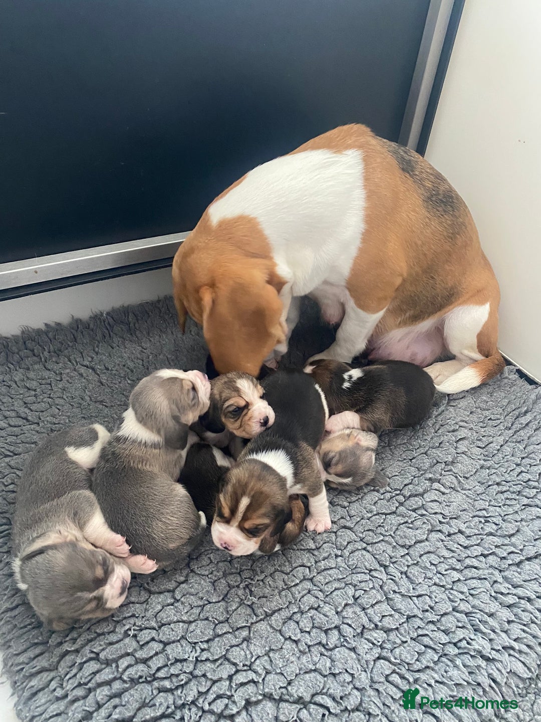Beagle dogs for sale: Beautiful KC Beagle Puppy  - Image 4