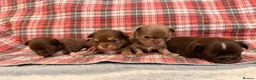 Chihuahua dogs for sale: 4 gorgeous longhaired apple head chihuahua pups - Advert 9