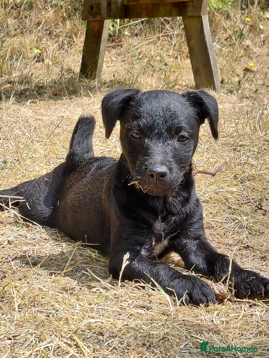 Patterdale Terrier dogs for sale: 2x Patterdale puppies - female - available now - Advert 2