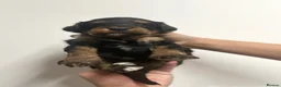 Cockapoo dogs for sale: Stunning cockapoos looking for forever homes - Advert 21