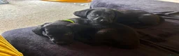 Cockerdor dogs for sale: Cockerdor Labrador Cocker spaniel puppies puppy  in Blackburn - Advert 26