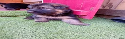 German Shepherd dogs for sale: German Shepherd Puppies  - Advert 26