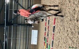 Appaloosa horses for sale: 13.1 hh Appaloosa Mare  - Image 13
