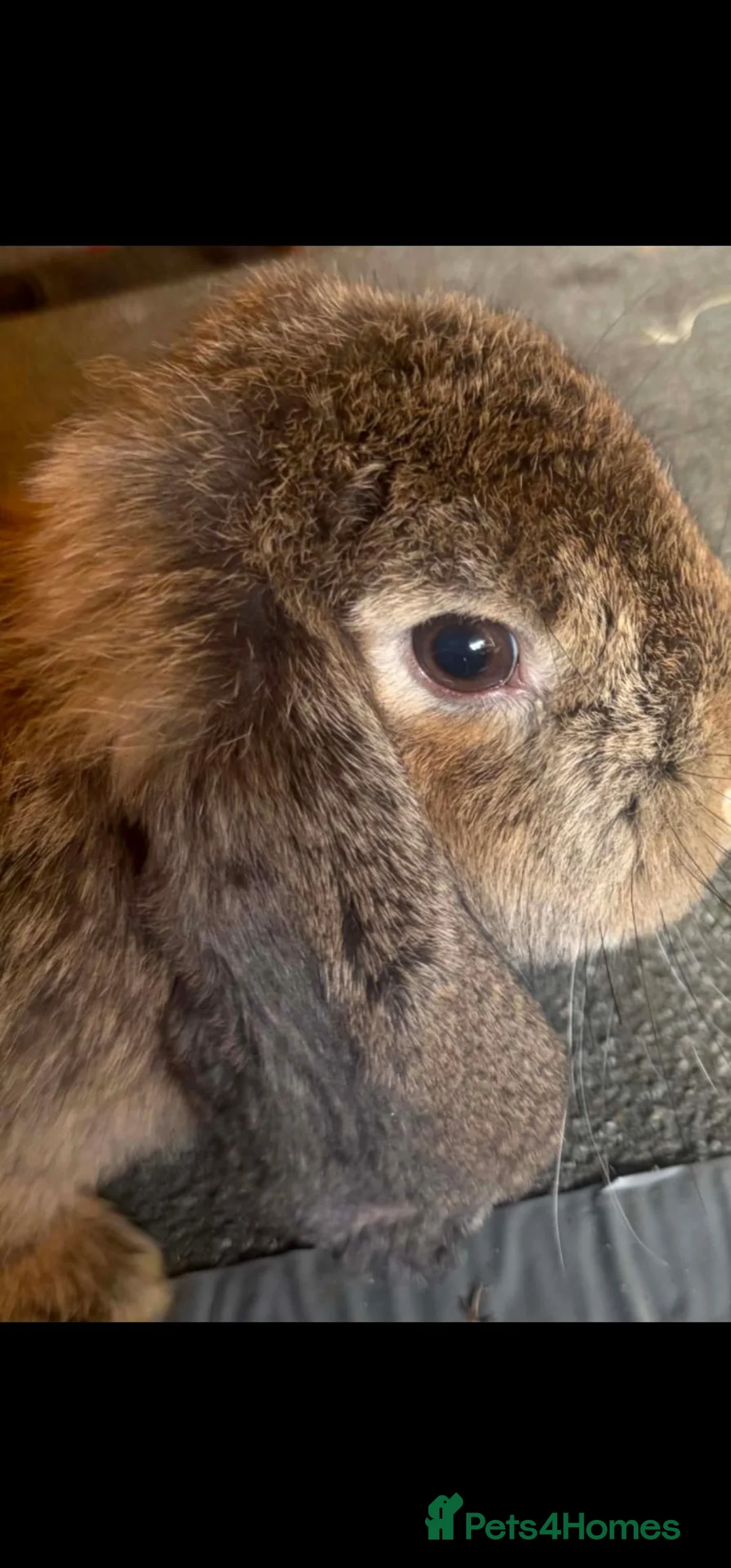 French Lop rabbits for sale: Agouti French lop Doe - Advert 2