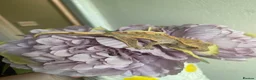 Gecko reptiles for sale: Crested Gecko Babies - Advert 2