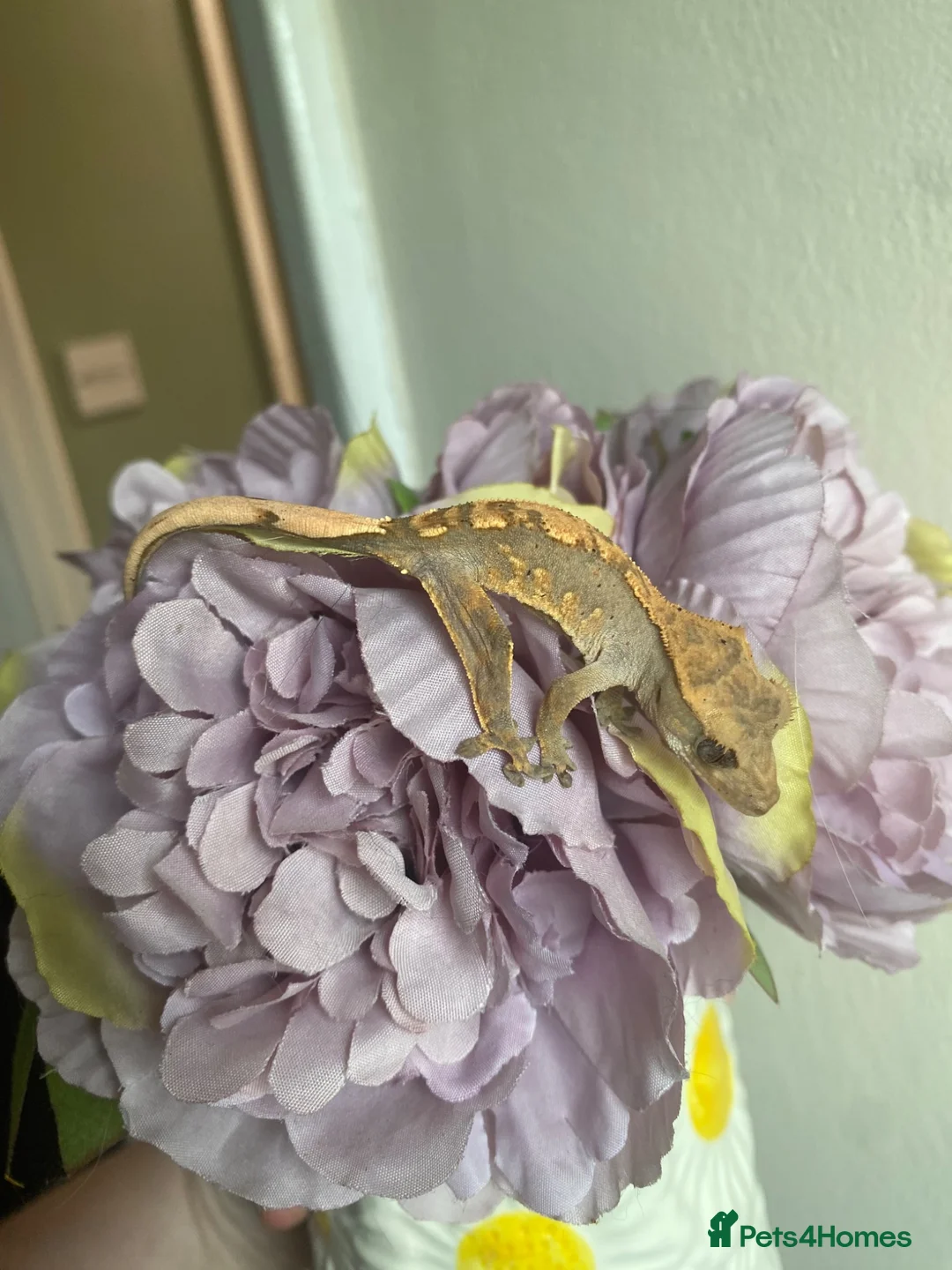 Gecko reptiles for sale: Crested Gecko Babies - Advert 2