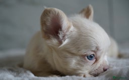 French Bulldog dogs for sale: Exceptional Fluffy French Bulldog Puppies - Image 12